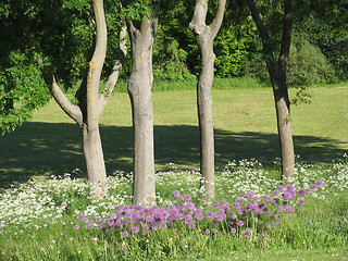 Image showing Peaceful meadow