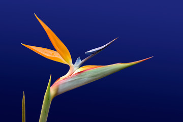 Image showing Bird of Paradise 2