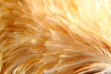 Image showing Bright feathers group of some bird 