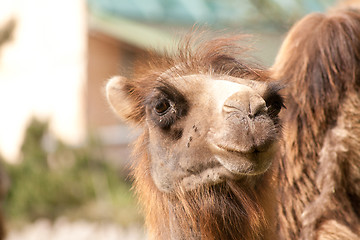 Image showing head of a camel
