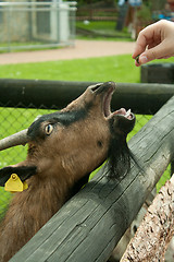 Image showing hungry goat