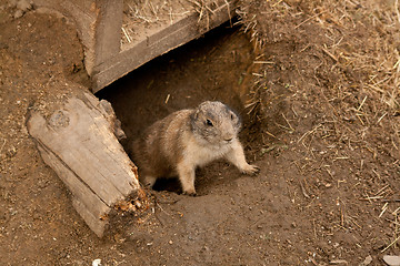 Image showing ground squirrel