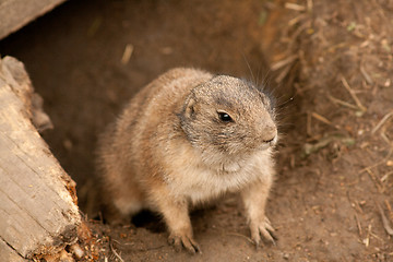 Image showing ground squirrel