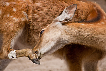 Image showing kid of the roe deer