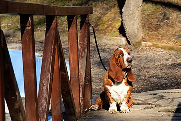 Image showing basset hound on wooden bridge