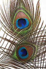 Image showing Detail of peacock feather eye