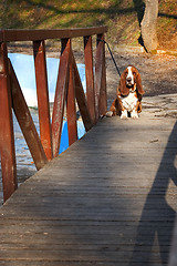 Image showing basset hound on wooden bridge