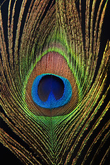 Image showing Detail of peacock feather eye