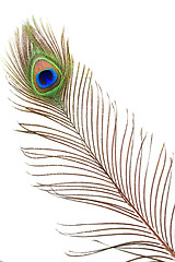 Image showing Detail of peacock feather eye