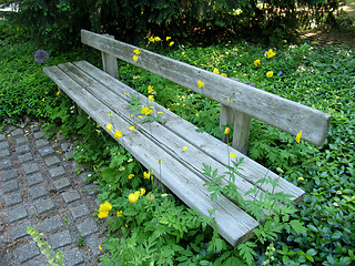 Image showing Bench and yellow poppies