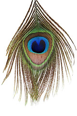 Image showing Detail of peacock feather eye