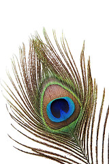 Image showing Detail of peacock feather