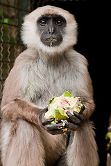 Image showing white-headed lemur