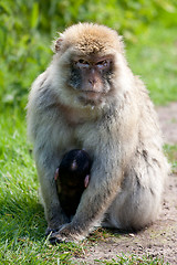 Image showing Japanese macaques