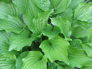 Image showing Hosta