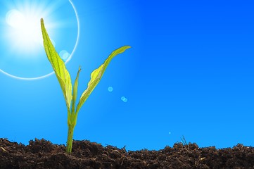 Image showing young plant and blue sky