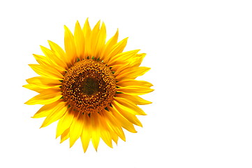 Image showing sunflower