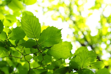 Image showing leaves