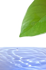 Image showing leaf and water