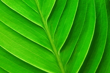 Image showing structure of a leaf