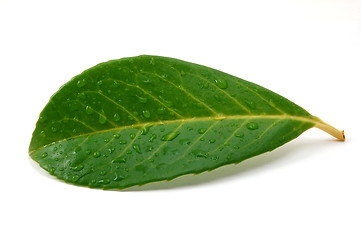 Image showing leaf with water drops after rain