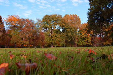 Image showing fall in the park with green trees under blue sky