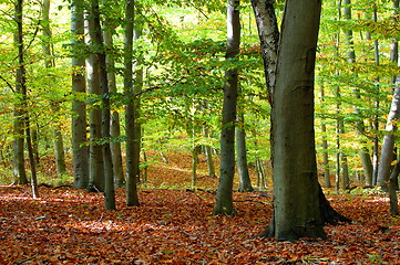 Image showing forest and garden with golden leaves at fall