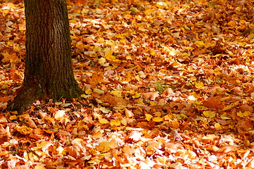 Image showing forest and garden with golden leaves at fall