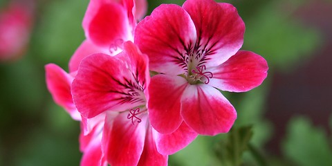 Image showing Geranium