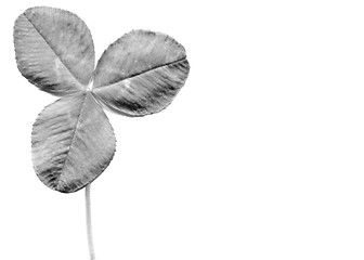 Image showing Shamrock