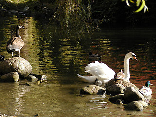 Image showing WaterFowl