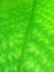 Image showing green leaf texture