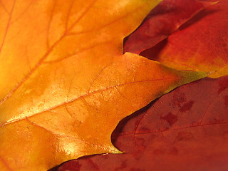 Image showing beautiful colored fall leaves
