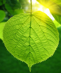 Image showing green leaf and sunlight