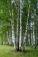 Image showing birch trees