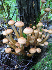 Image showing honey mushrooms growing at tree