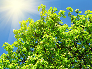 Image showing green tree and sunlight on a blue sky background