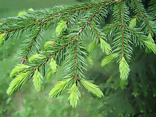 Image showing fur tree branch