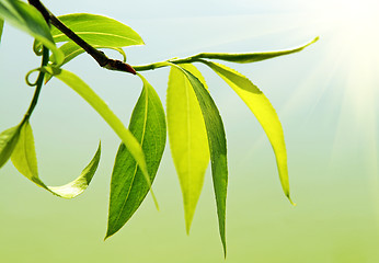 Image showing close up of fresh green foliage