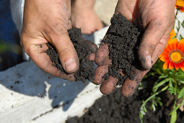 Image showing Black soil