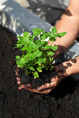 Image showing Lemon balm planting