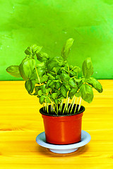 Image showing Basil plant