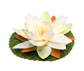 Image showing Lotus flower