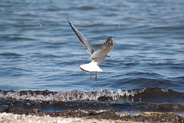 Image showing flying seagull at the beach