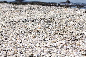 Image showing shells at the beach