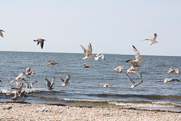 Image showing flying seagulls