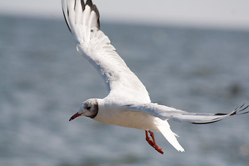 Image showing flying seagull