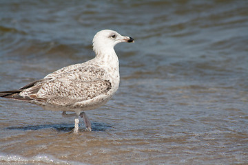 Image showing seagull at the beach
