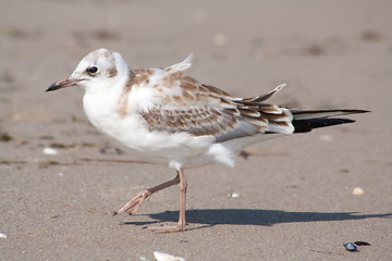 Image showing seagull in the sand