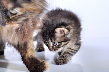 Image showing mother cat and kitten walking
